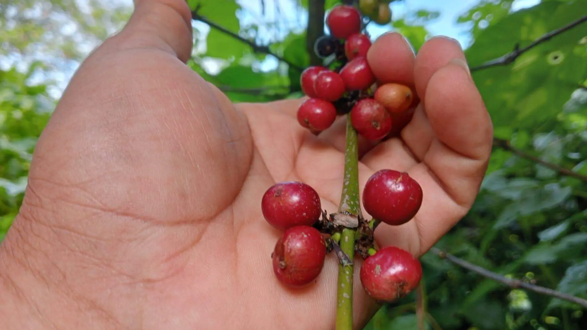 café robusta